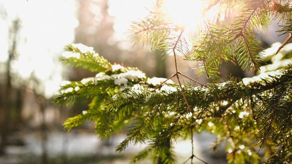Free Image of Close Up of Snowy Tree Branch 