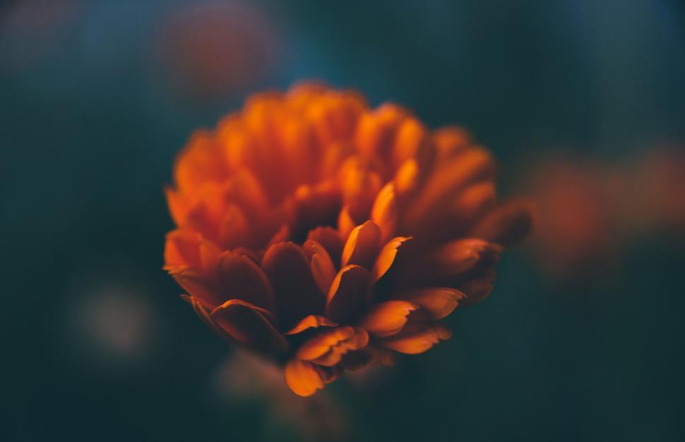 Free Image of Close Up of a Flower With Blurry Background 
