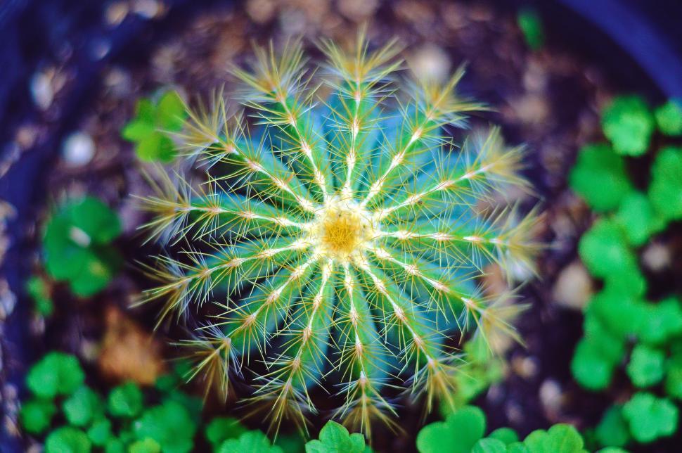 Free Image of Small Green Plant in Blue Pot 