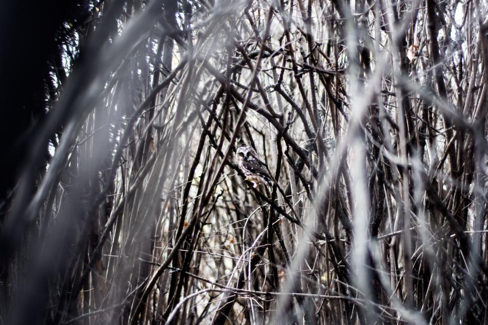 Free Image of Thick Cluster of Trees in Monochrome 