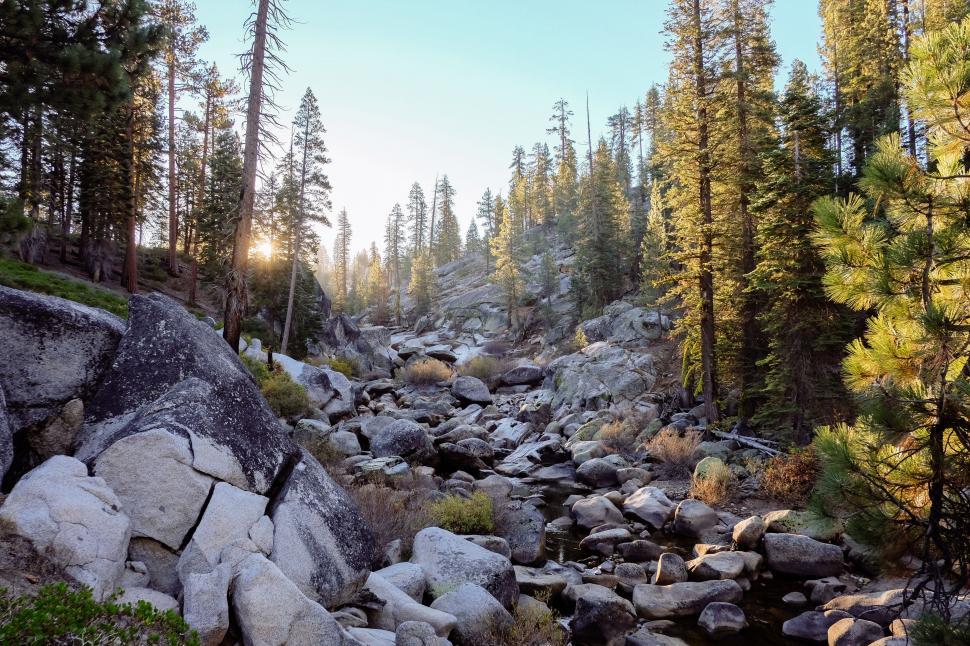 Free Image of Rocky Stream Flowing Through Dense Forest 