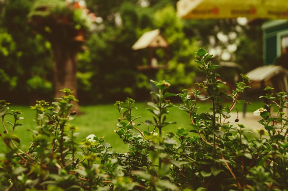 Free Image of Green Plants Field With Yellow Umbrella in Background 