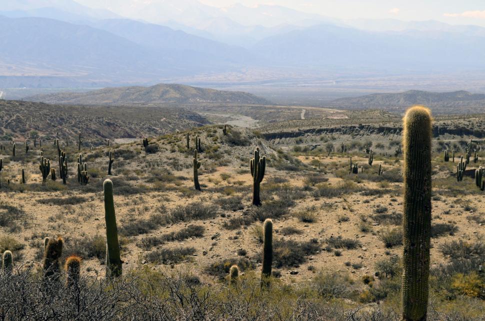 Free Image of Desert Landscape With Cactus Trees and Mountains 