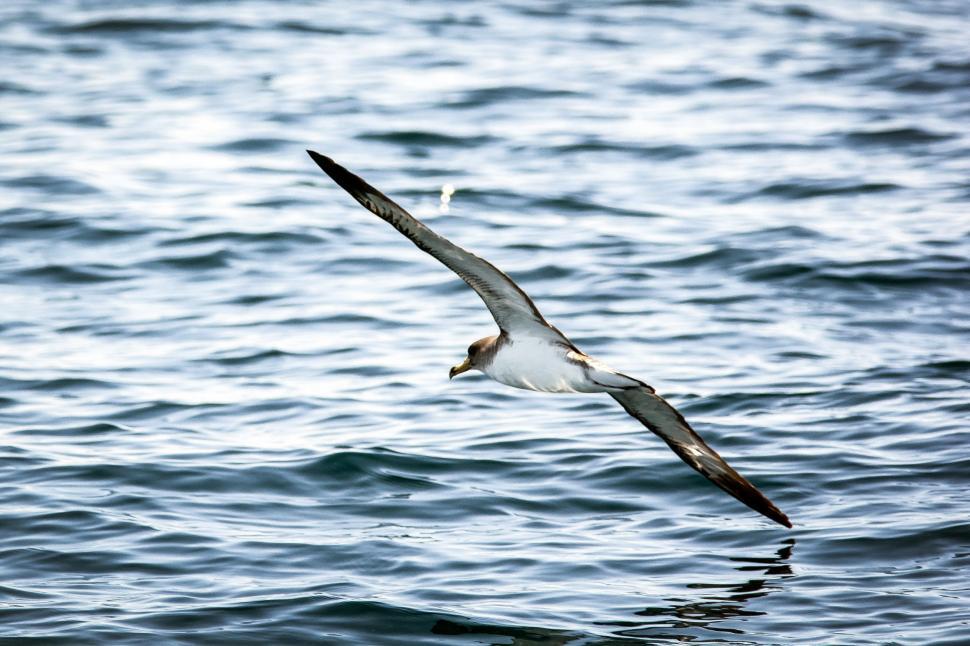 Free Image of Bird Flying Over Body of Water 