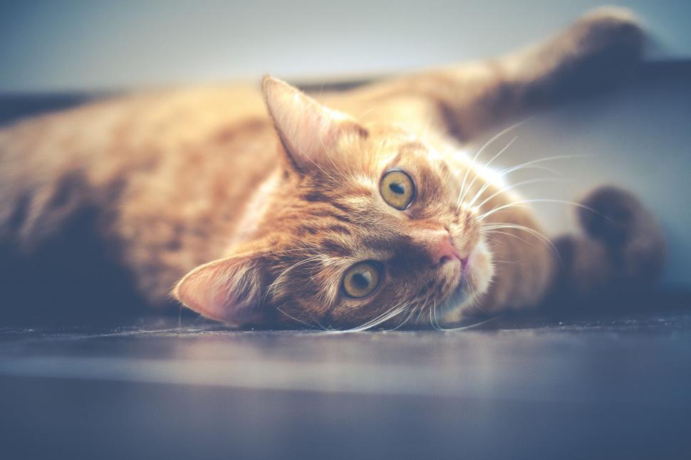 Free Image of Cat Laying on Its Back on the Floor 