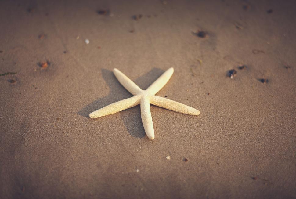 Free Image of White Starfish on Sandy Beach 