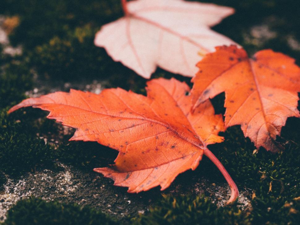 Free Image of Couple Leaves Resting on Moss Covered Ground 