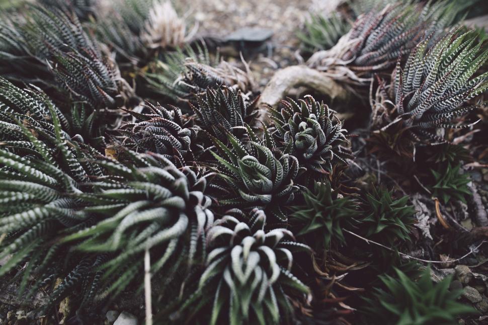 Free Image of Cluster of Plants Growing in Soil 