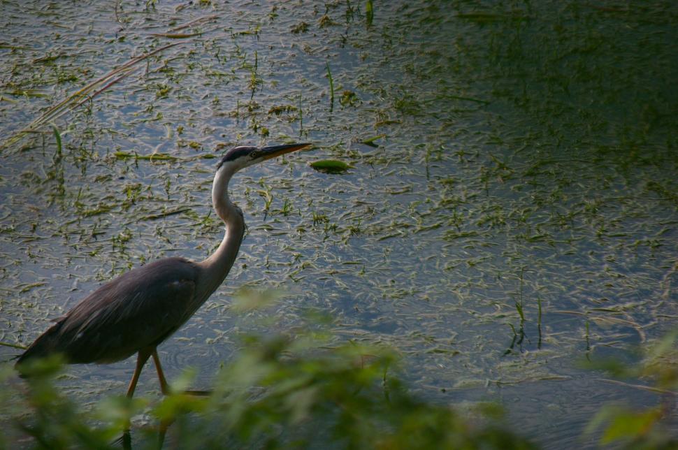 Free Image of Large Bird Standing in Body of Water 