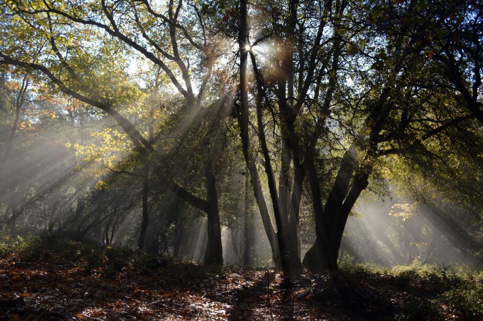 Free Image of Sun Shines Through Trees in Forest 