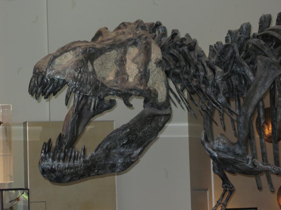 Free Image of T-Rex 