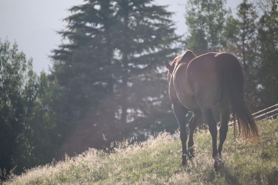 Free Image of Horse Standing on Top of Grass-Covered Hillside 