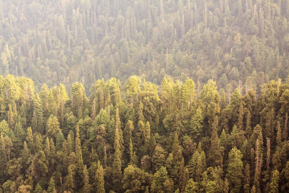 Free Image of Plane Flying Over Forest Filled With Trees 