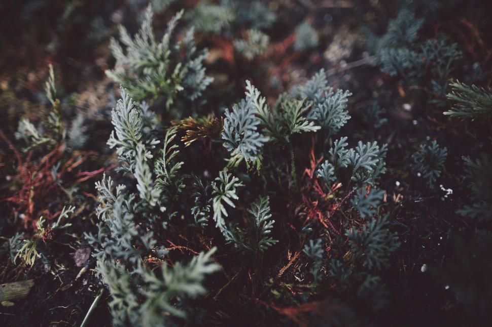 Free Image of Close Up of Lush Green Plants 