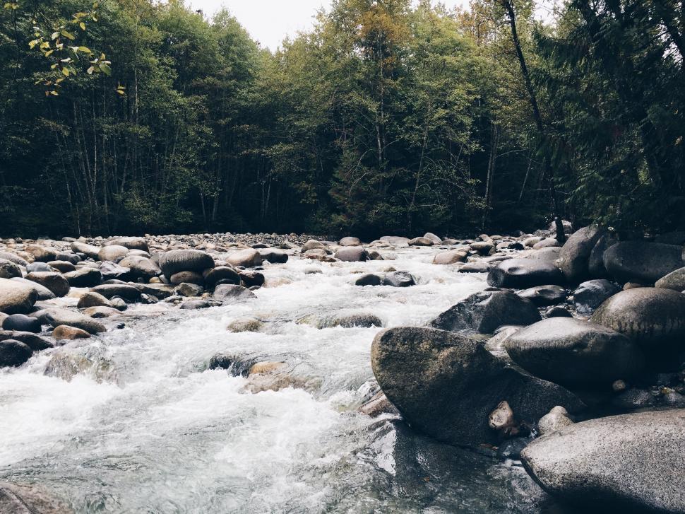 Free Image of River Flowing Through Forest With Rocks 