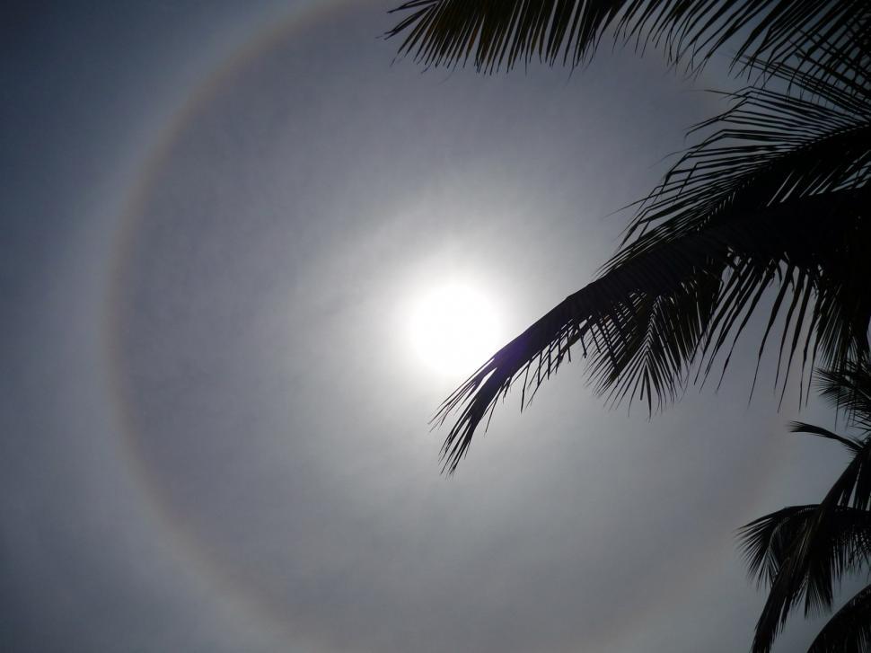 Free Image of Sunny Palm Tree 