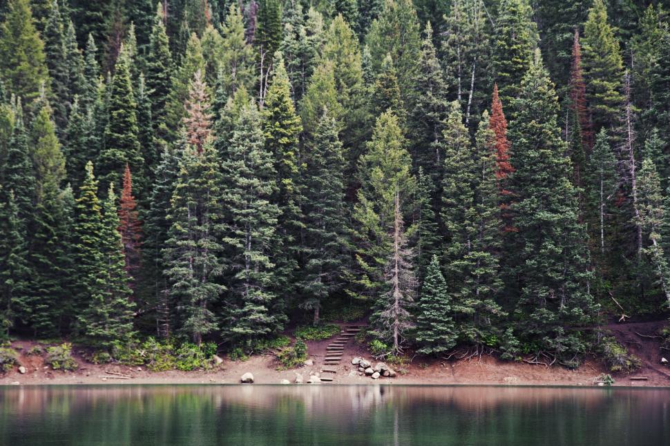 Free Image of Tree-Lined Lake Shore With Sparkling Water 