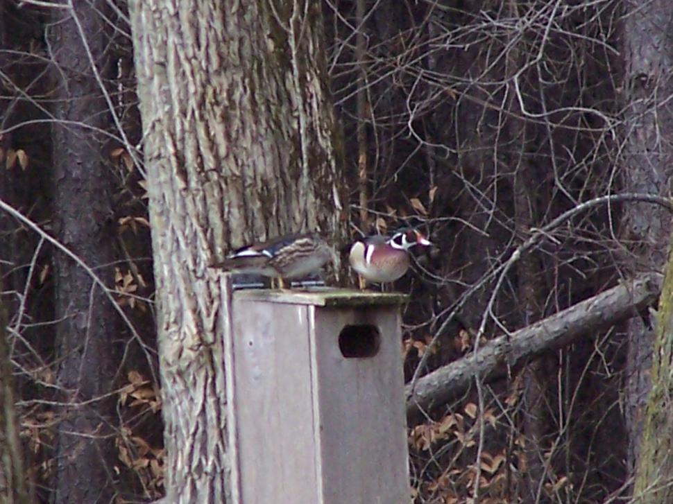 Free Image of Wood Ducks 