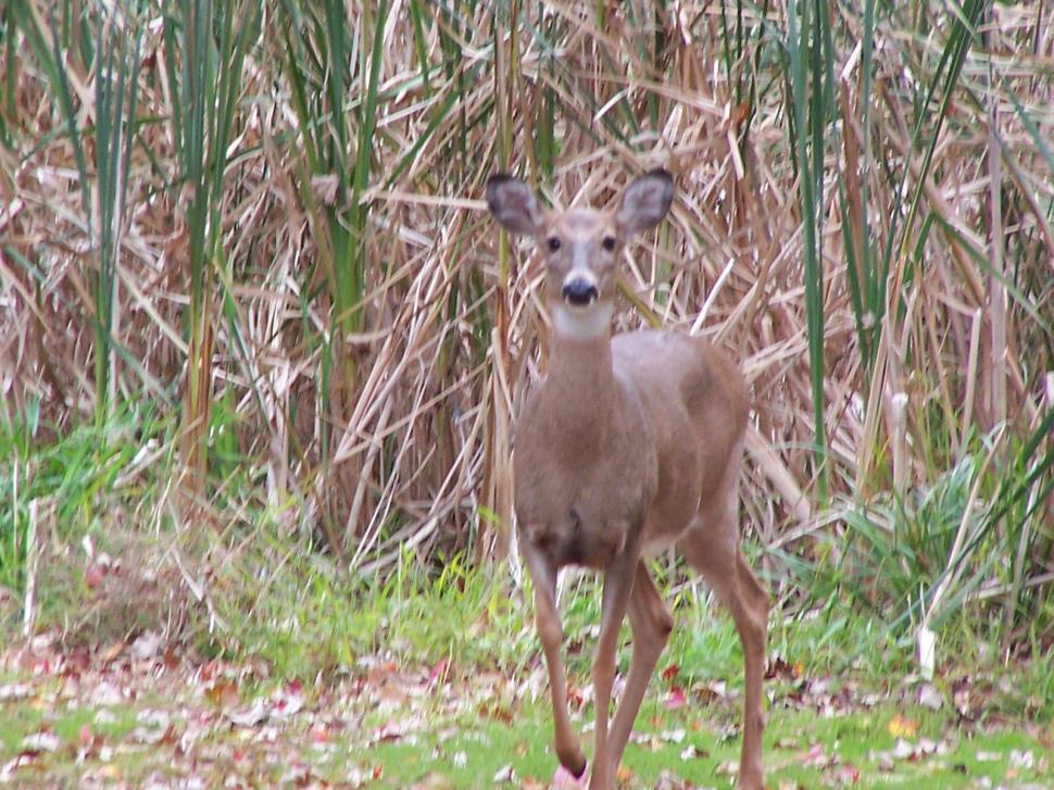 Free Image of Swamp Deer 
