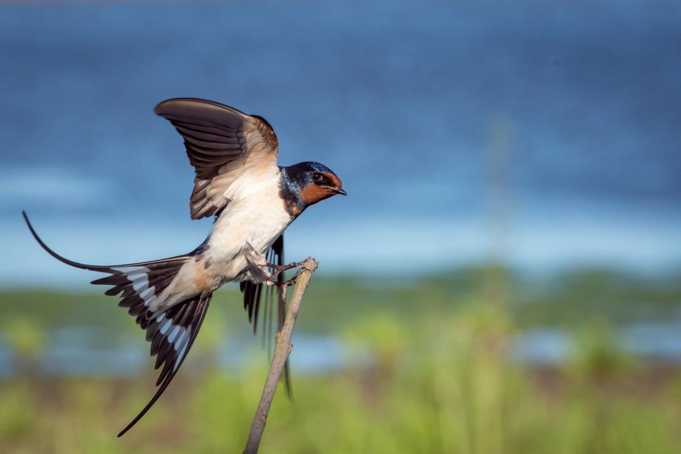 Free Image of Small Bird Flying Over Grass Covered Field 