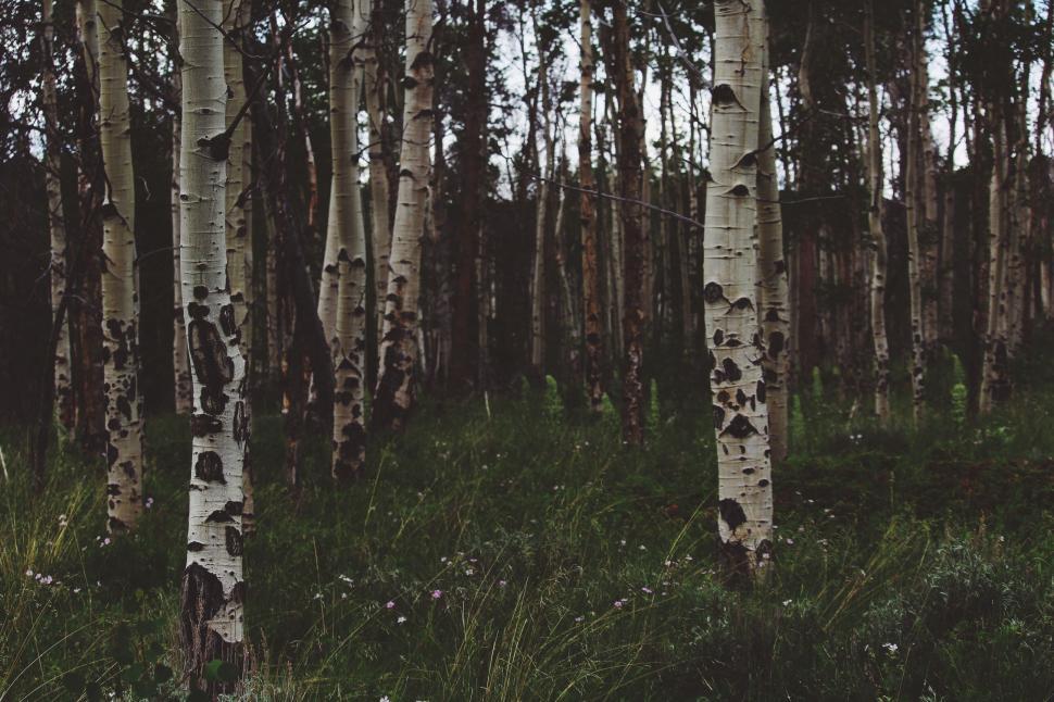 Free Image of Grove of Trees in Black and White 