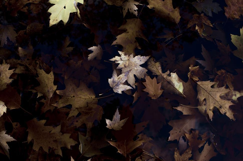 Free Image of Pile of Fallen Leaves on the Ground 