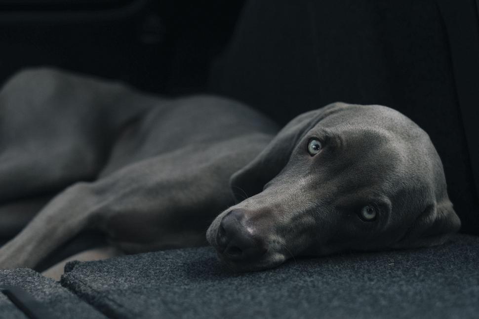 Free Image of Dog Laying on Couch 