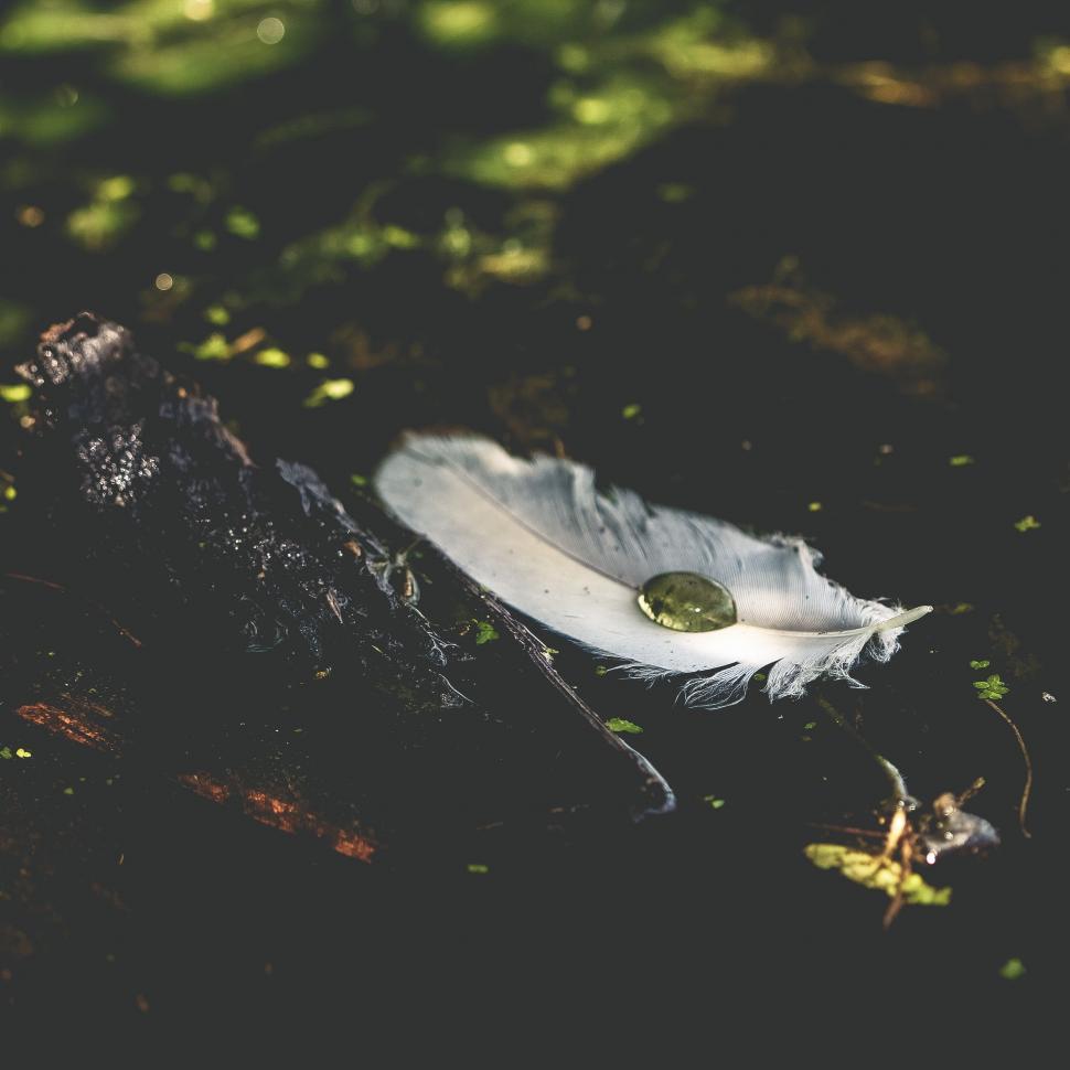 Free Image of Feather Next to Wood 
