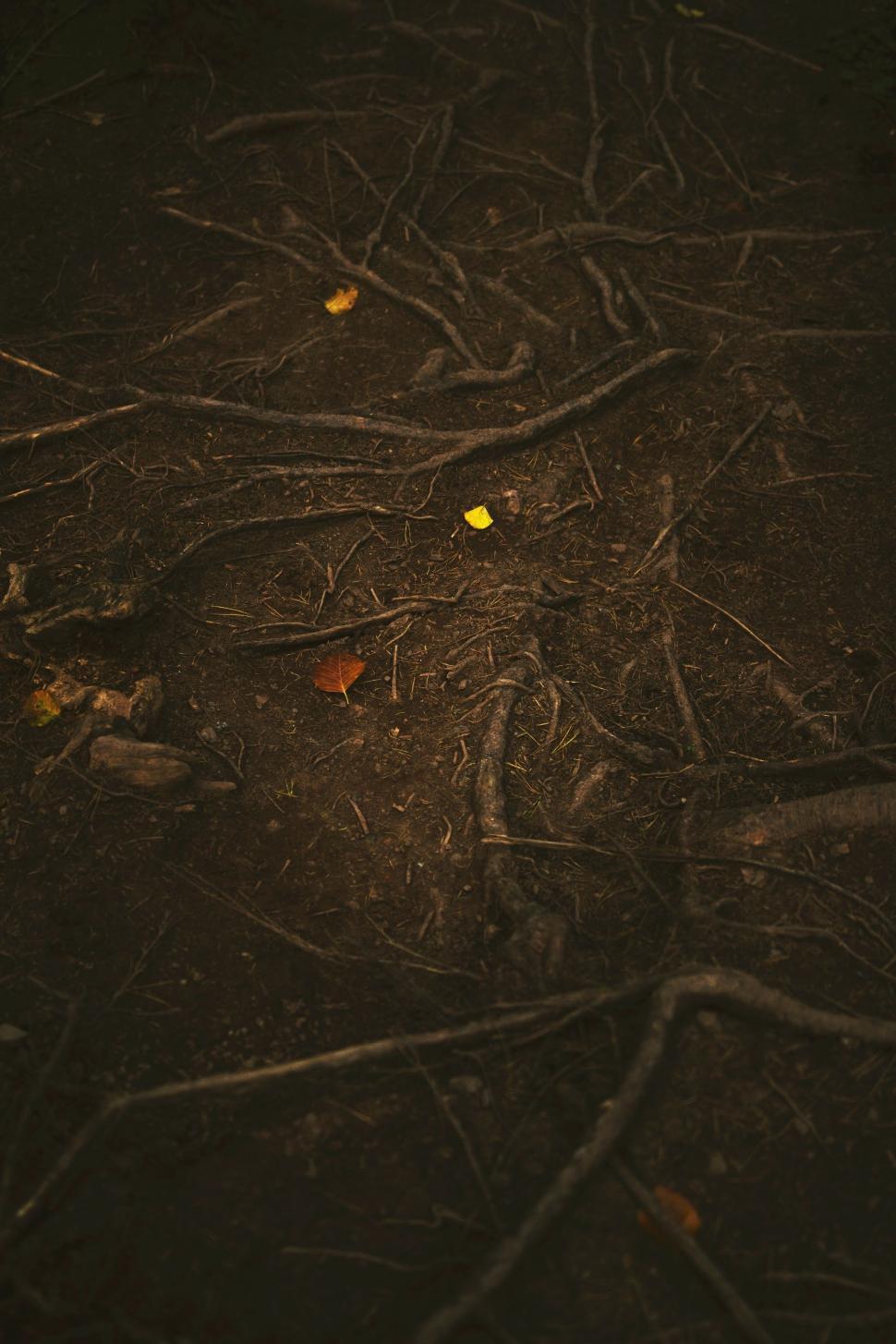 Free Image of Monochrome Branches in a Forest Clearing 