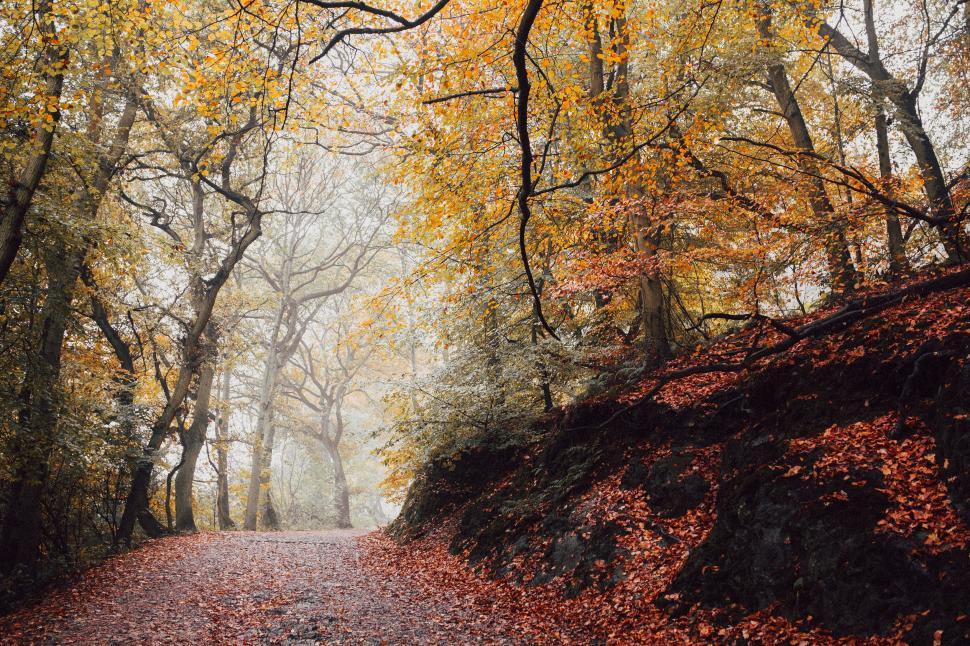 Free Image of Dirt Road Surrounded by Trees 