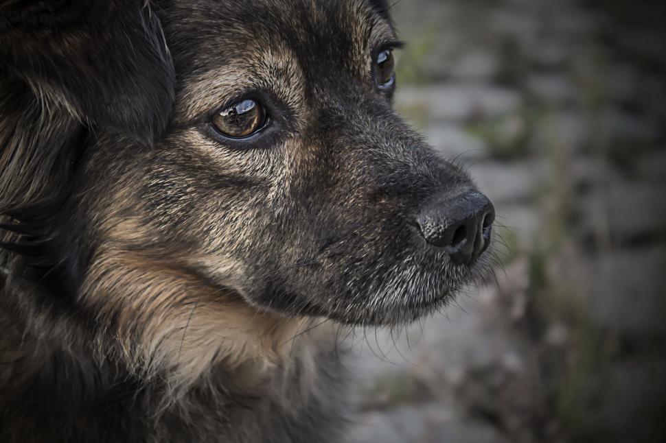 Free Image of Close Up of Dog With Brick Wall Background 