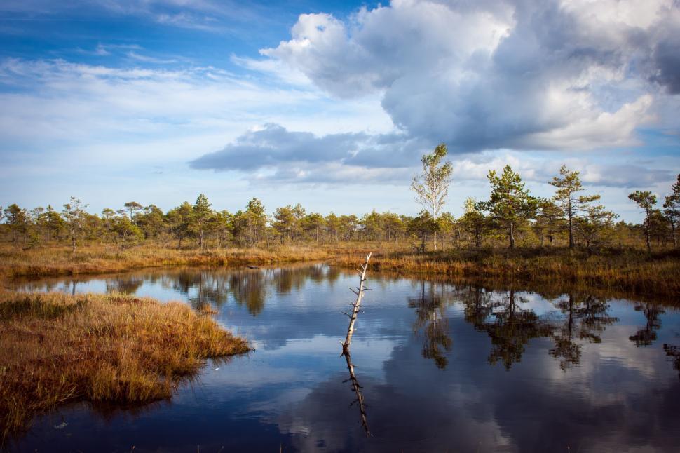 Free Image of Water Body Surrounded by Trees and Grass 