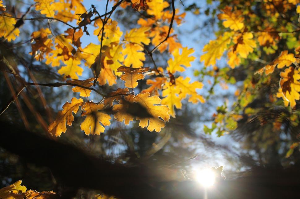 Free Image of Sun Shines Through Leaves of Tree 