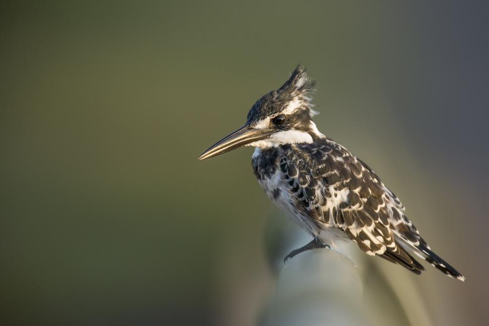 Free Image of Small Bird Perched on Top of Metal Pole 
