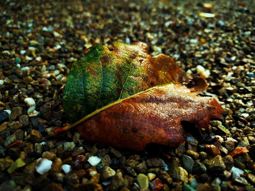 Free Image of Green Leaf on Gravel Road 