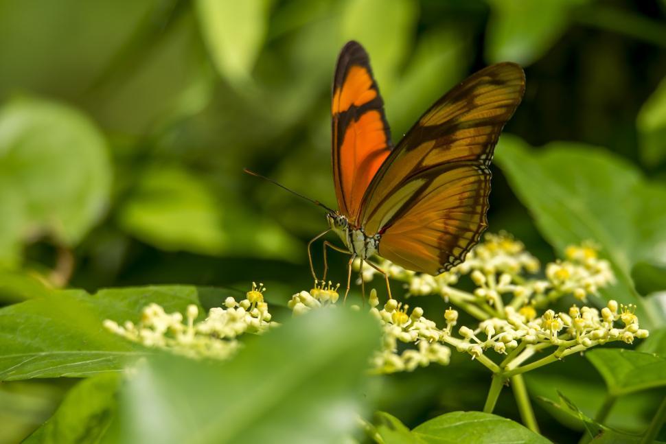 Free Image of Butterfly Resting on Flower Petals 