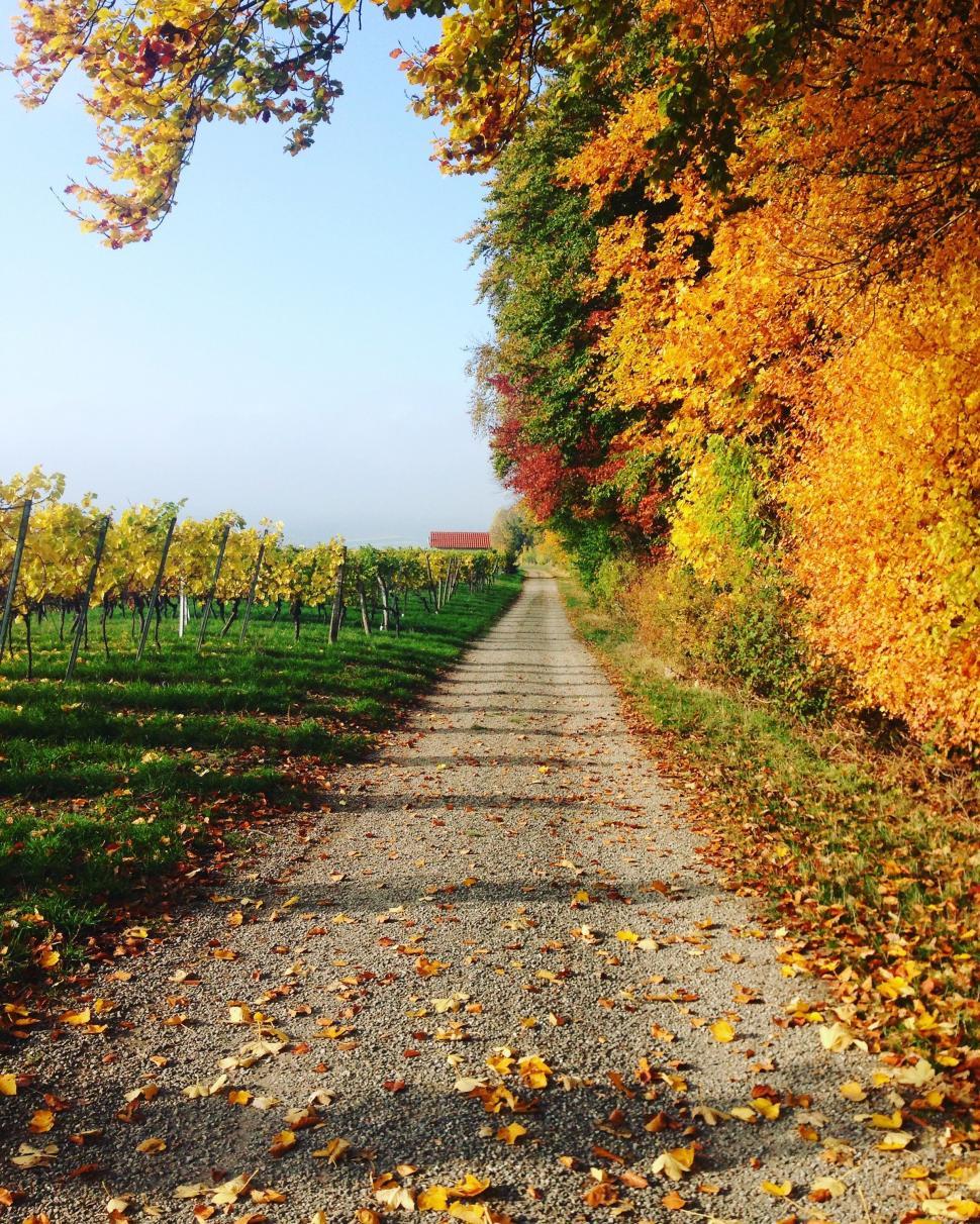 Free Image of Tranquil Dirt Road Surrounded by Trees 