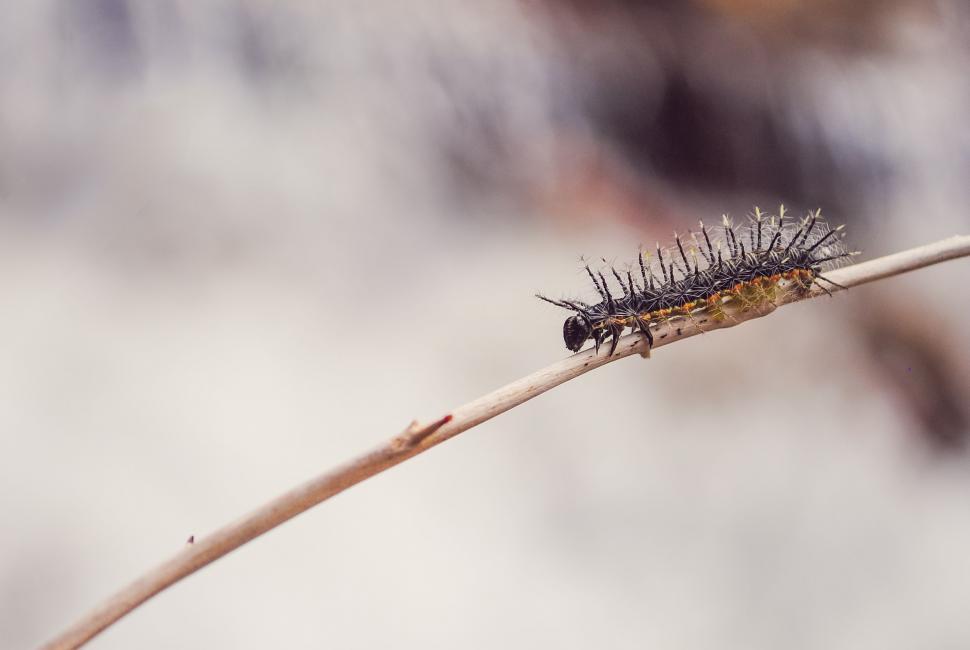 Free Image of Plant With Bug Crawling Close Up 