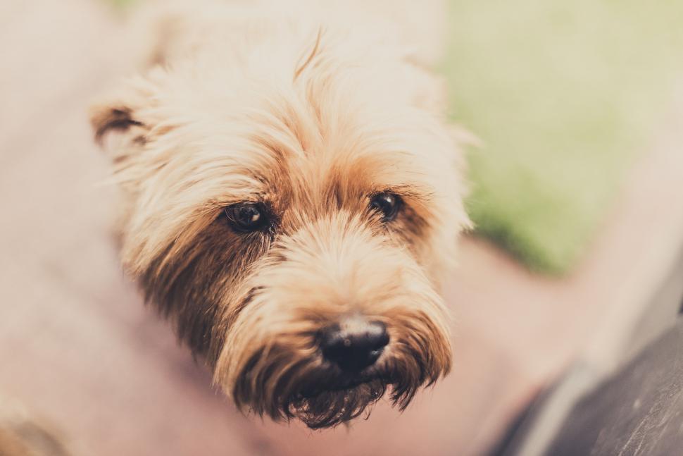 Free Image of Close Up of Dog on Leash 