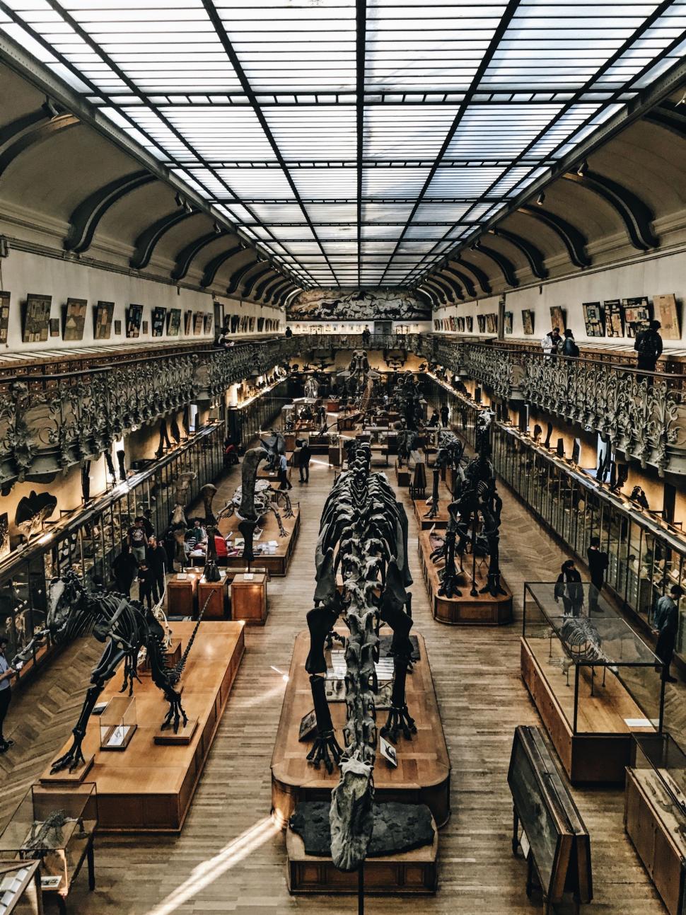 Free Image of Diverse Array of Dinosaurs on Display at Museum 