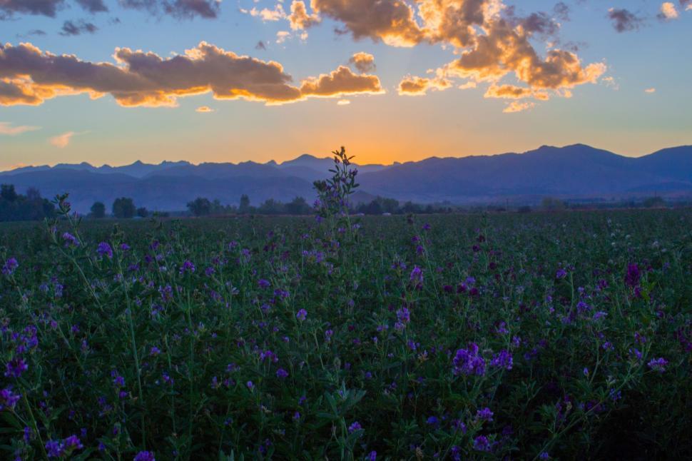 Free Image of Purple Flowers Field With Mountain Background 