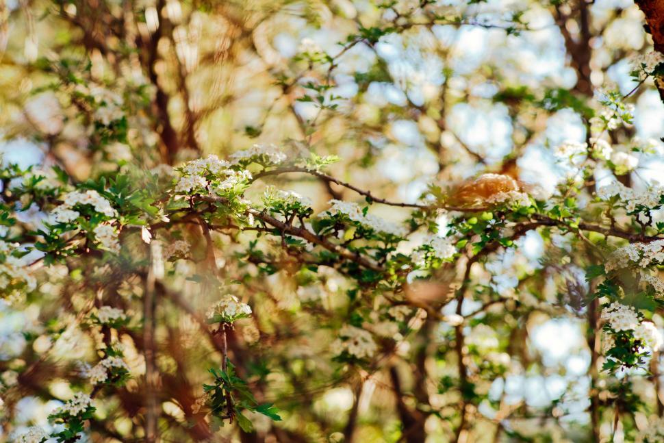 Free Image of Bird Sitting on Tree Branch 