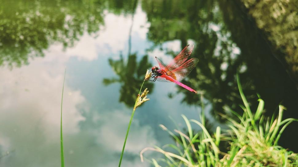 Free Image of Majestic Red Dragon Flying Over Water 