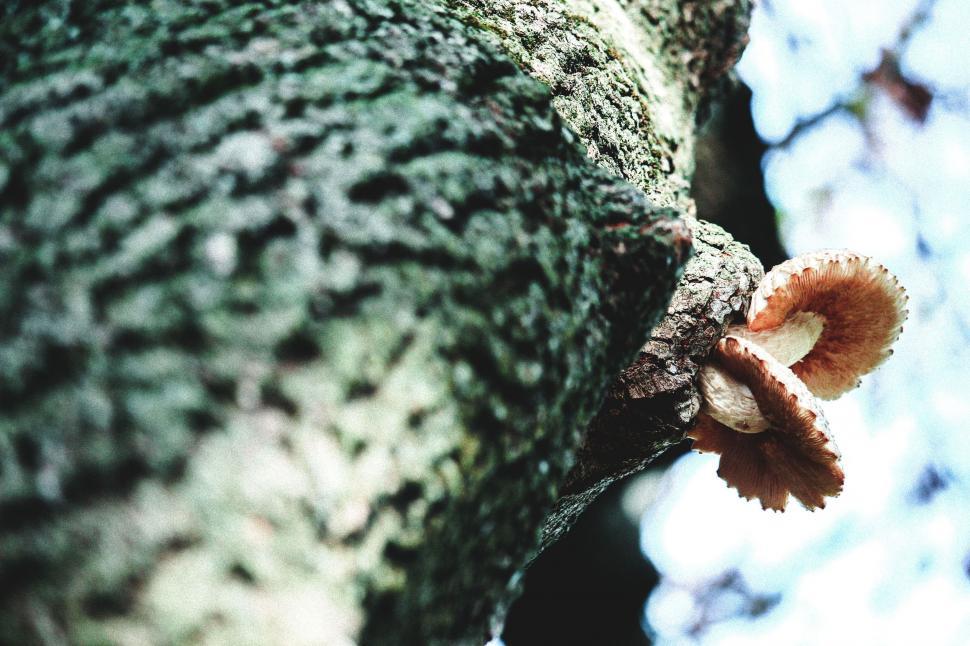 Free Image of Close Up of Tree Trunk With Small Mushroom 