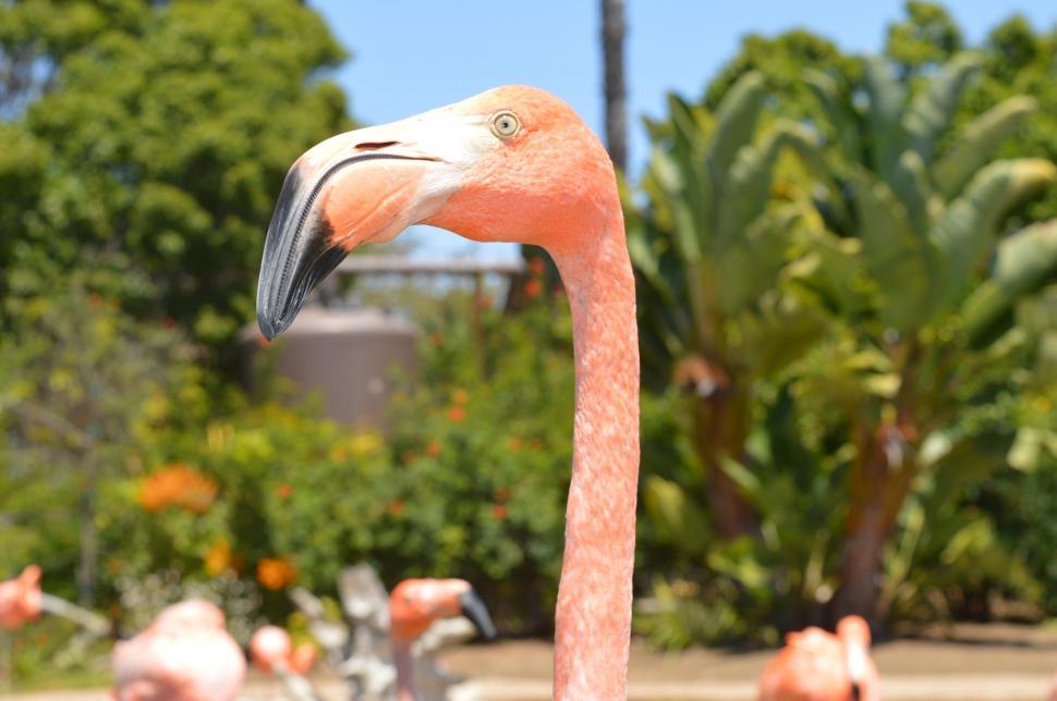 Free Image of Group of Flamingos Standing in Field 