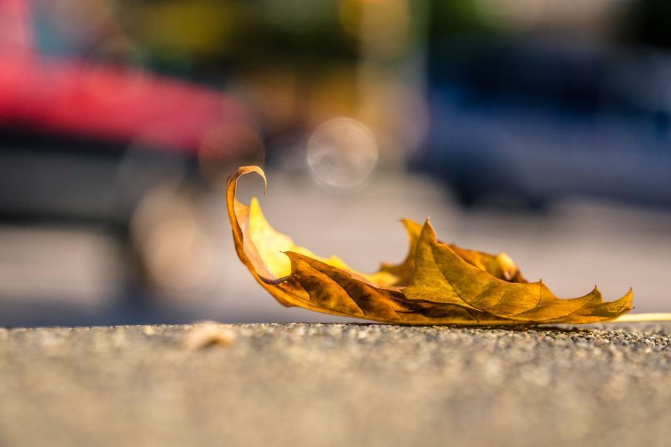 Free Image of Fallen Leaf on Ground 