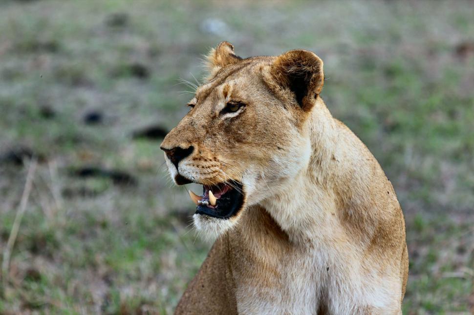 Free Image of Lion Standing on Top of Lush Green Field 