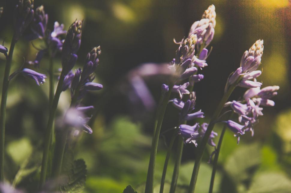Free Image of A Bunch of Purple Flowers in the Grass 