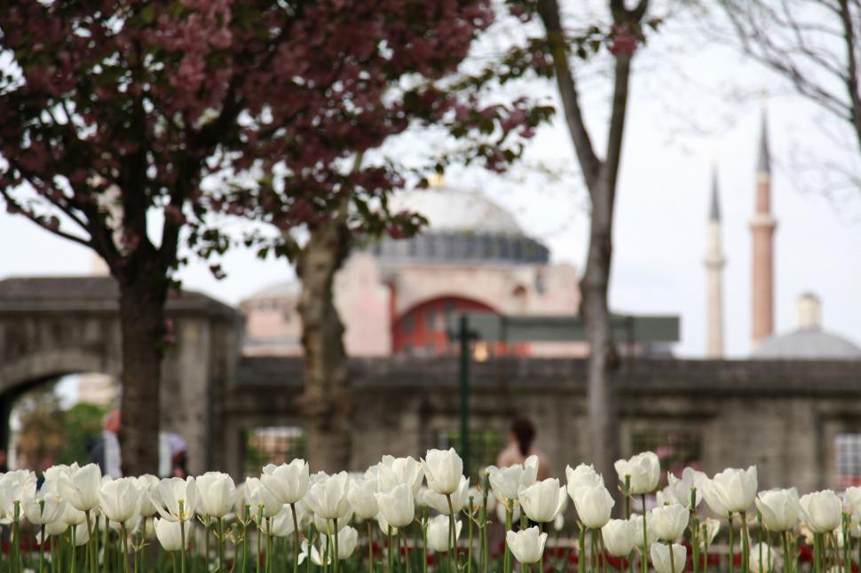 Free Image of Field of White Tulips in Front of Building 