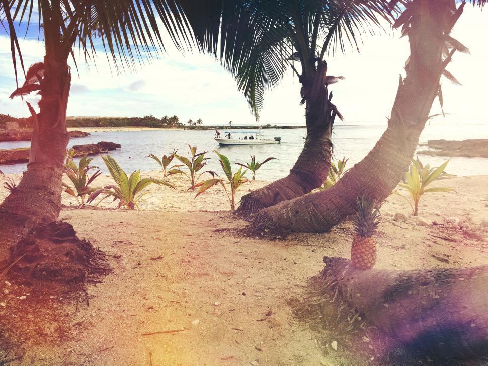 Free Image of Palm Trees on Sandy Beach 